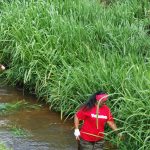 Three goats watch three court volunteers who are cleaning shrubs out of the Kauai Animal Education Center's stream, July 26.