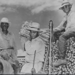 Historical black & white photo of three men posing near what appear to be sugar cane cuttings.